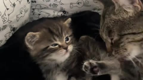 Dog's Comedy Videos 🤣 so cute videos and puppies comedy scenes 😂 so cute 🥰🥰🥰🥰