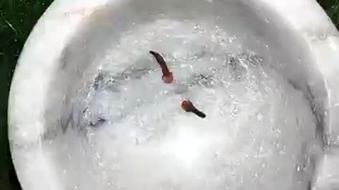 Power of stamina for males