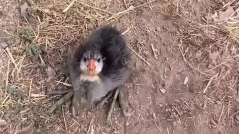 I can't believe what just wandered on to my driveway