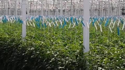 Watch nature speed up with Skyfield Hydroponics 🌱