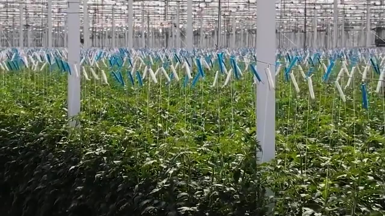 Watch nature speed up with Skyfield Hydroponics 🌱