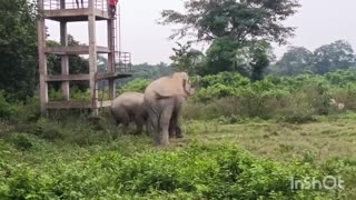 Mad Wild Elephants in Village