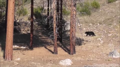 Archery Elk hunt episode 2