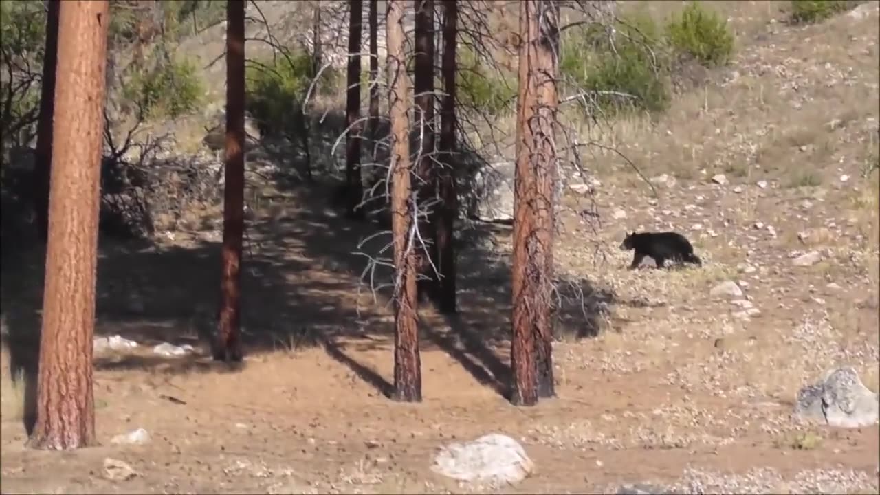 Archery Elk hunt episode 2