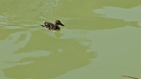 A duck baby swimming in the water 🦆