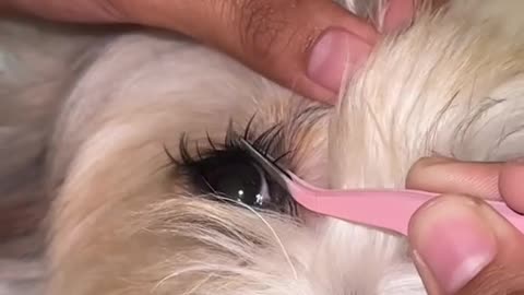 Dog Gets Eyelash Makeover 🐶💅