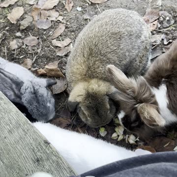 Funny Bunny Digging — CUTEST Excavator Ever! 🐰💥
