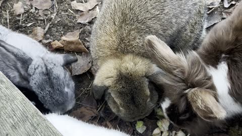 Funny Bunny Digging — CUTEST Excavator Ever! 🐰💥