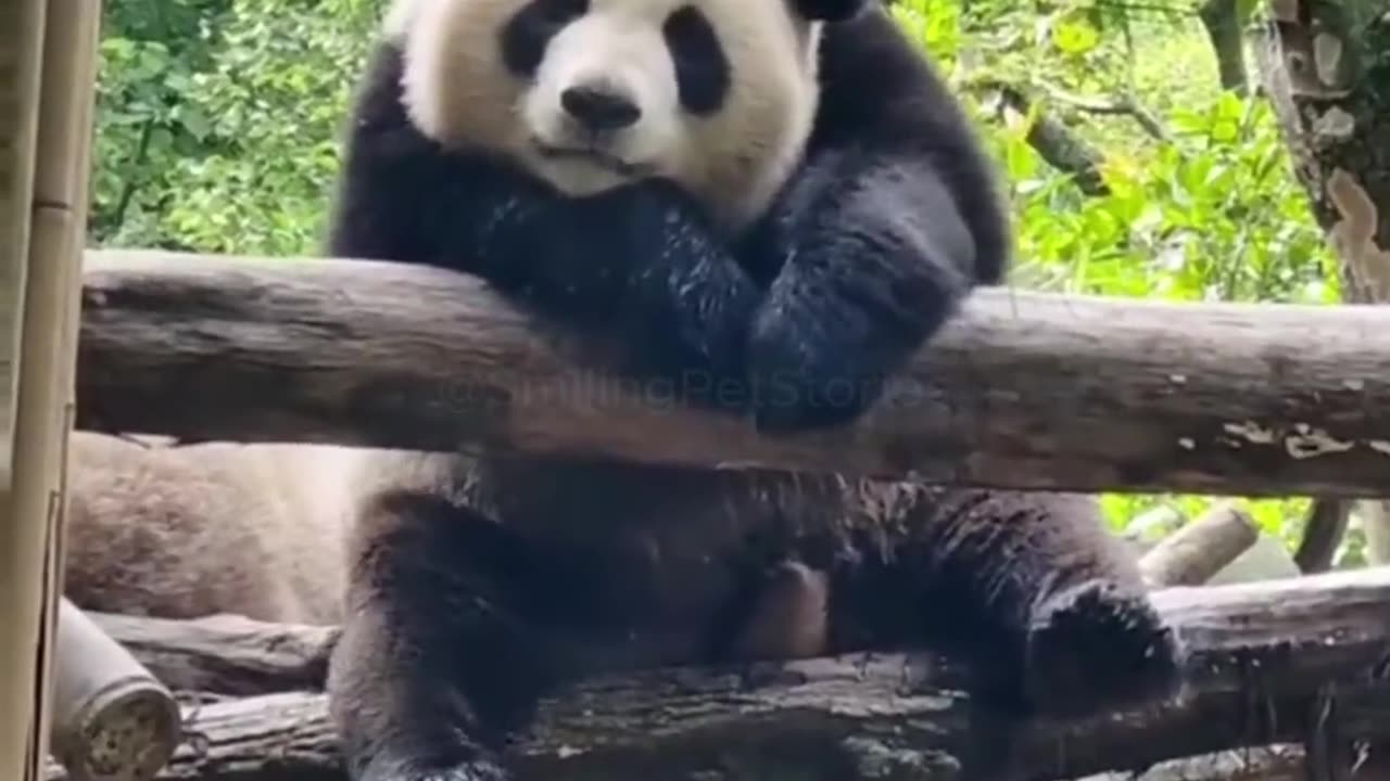 Funny panda