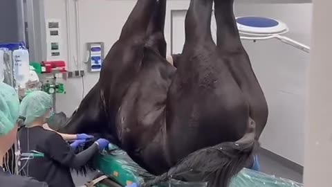 🐎💉 How Horses Get into Surgery! | FeedMyCuriosity