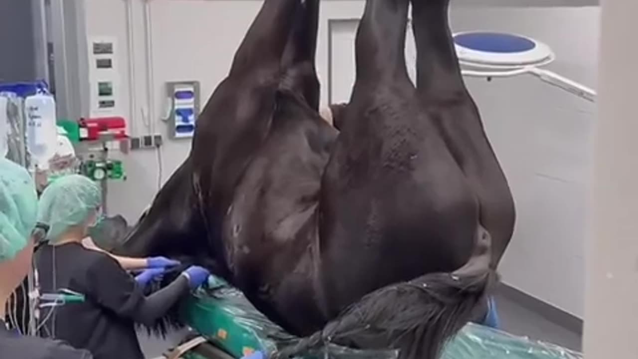 🐎💉 How Horses Get into Surgery! | FeedMyCuriosity