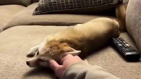 Rescuing a cat that turned out to be a fox