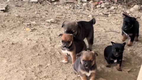 Playful Puppy Bringing Joy