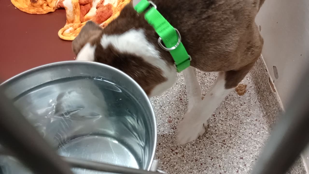 Slushie 5y A886187 kennel 160 PACC shelter he's very lonely I try 2 reassure him all's ok_20251126_163552240