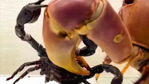 Crab vs Scorpion