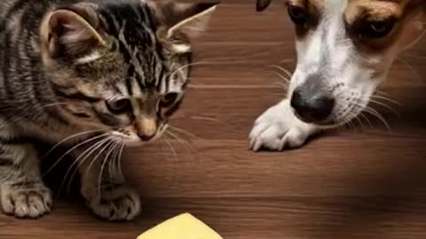 Cat, Dog, and Mouse Battle Over the Ultimate Cheese Trap!
