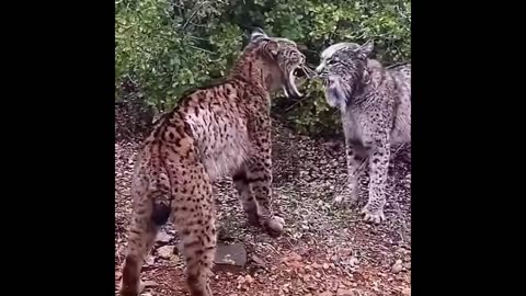 🦁✨ Rare Iberian Lynxes Perform Unique Ritual Before Fight! | FeedMyCuriosity
