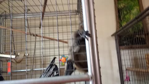 Mowgli is happy to see the bnkywuv primate!