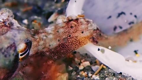 Octopus Hides Inside Seashell