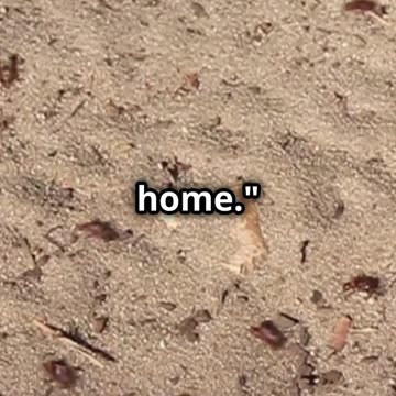 Ant Problem? Try These 8 Natural Solutions! 🐜✨