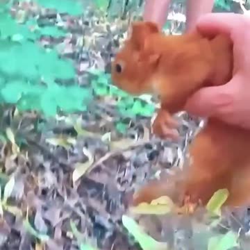 ANIMALS THAT ASKED PEOPLE FOR HELP