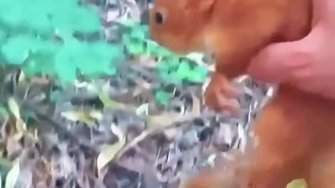 ANIMALS THAT ASKED PEOPLE FOR HELP