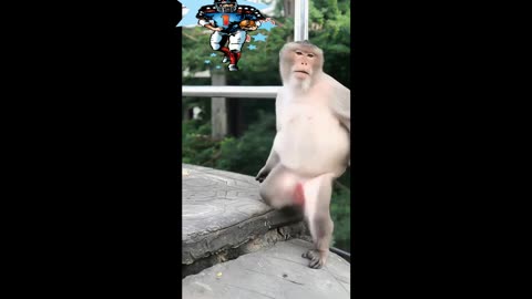 *Striptease**Funny animals*