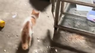 😂 This Sound is SO Contagious! | FunFM