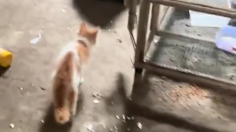 😂 This Sound is SO Contagious! | FunFM