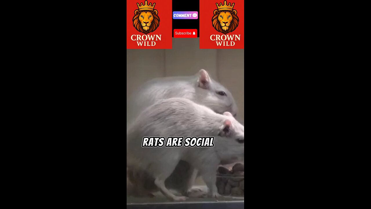 Rats: Social, fast and great pets! 🐁