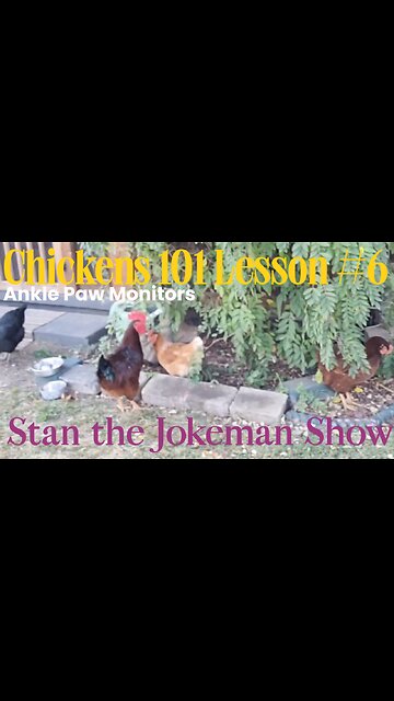 Chickens 101 Lesson #6 Runaway Fugitive Chickens Who Think They Run the Show