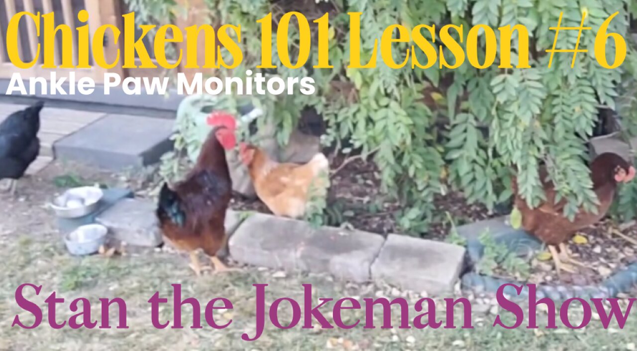 Chickens 101 Lesson #6 Runaway Fugitive Chickens Who Think They Run the Show