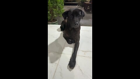 Loyal Dog Relaxing at Home 🐕✨ #shorts #dog #likeanimals