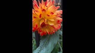 Autumn flowers