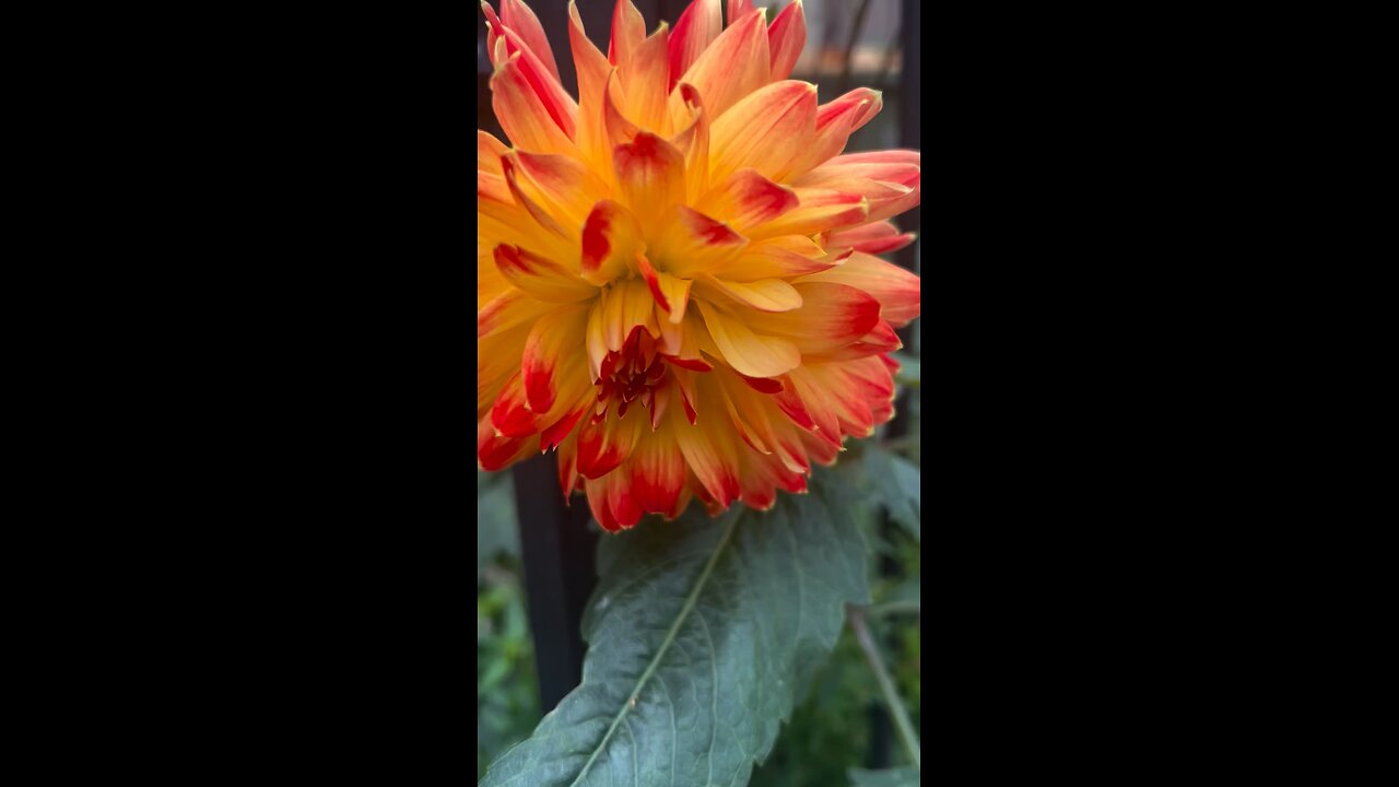 Autumn flowers