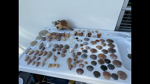 Beach Finds 11/9/2025 | 4K