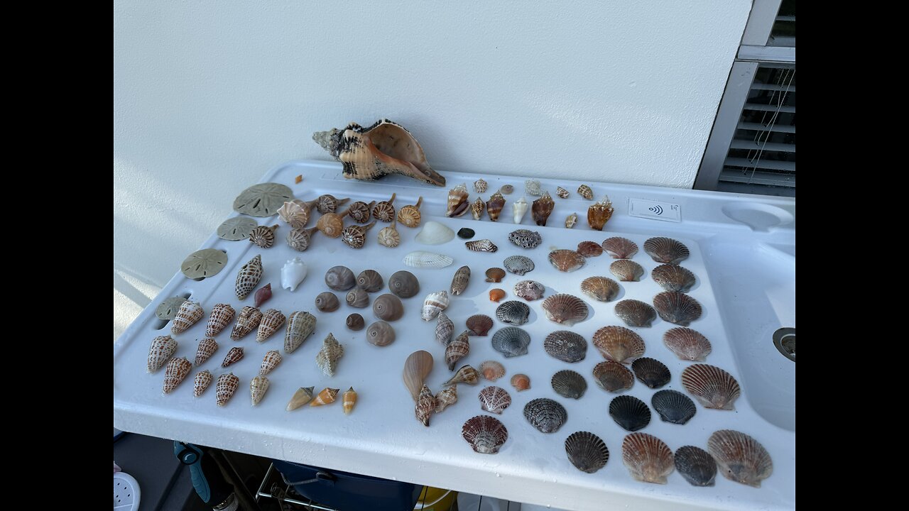 Beach Finds 11/9/2025 | 4K