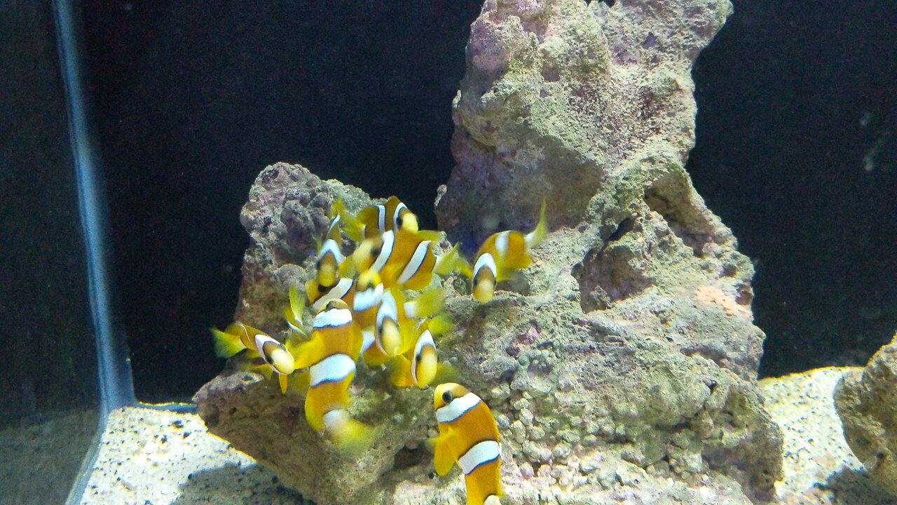 clown fish