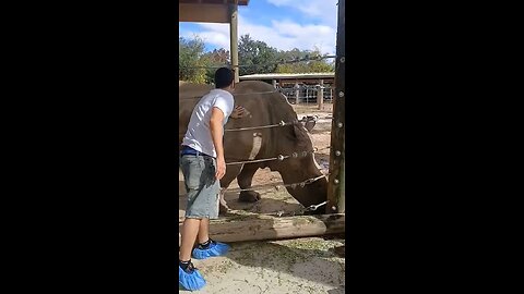 The White Rhino Encounter 🦏 😯 😲 😮