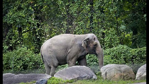 Belaboring the Obvious CO Supreme Court Rules Elephants Aren't Human