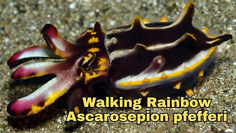 The Walking Rainbow: Ascarosepion pfefferi and its Toxic Defense