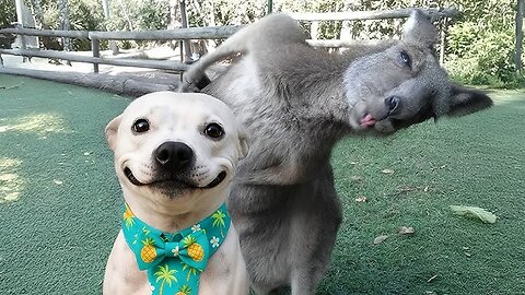 FUNNY Animal Video Compilation That Is GUARANTEED To Make You Laugh 🤣 2026