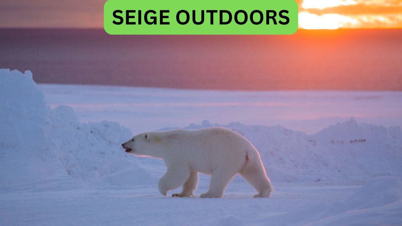 Polar Bear Live Cams!