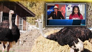 Supporters hope for a 'miracle' as Supreme Court sets date for ostrich farm appeal decision