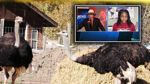 Supporters hope for a 'miracle' as Supreme Court sets date for ostrich farm appeal decision