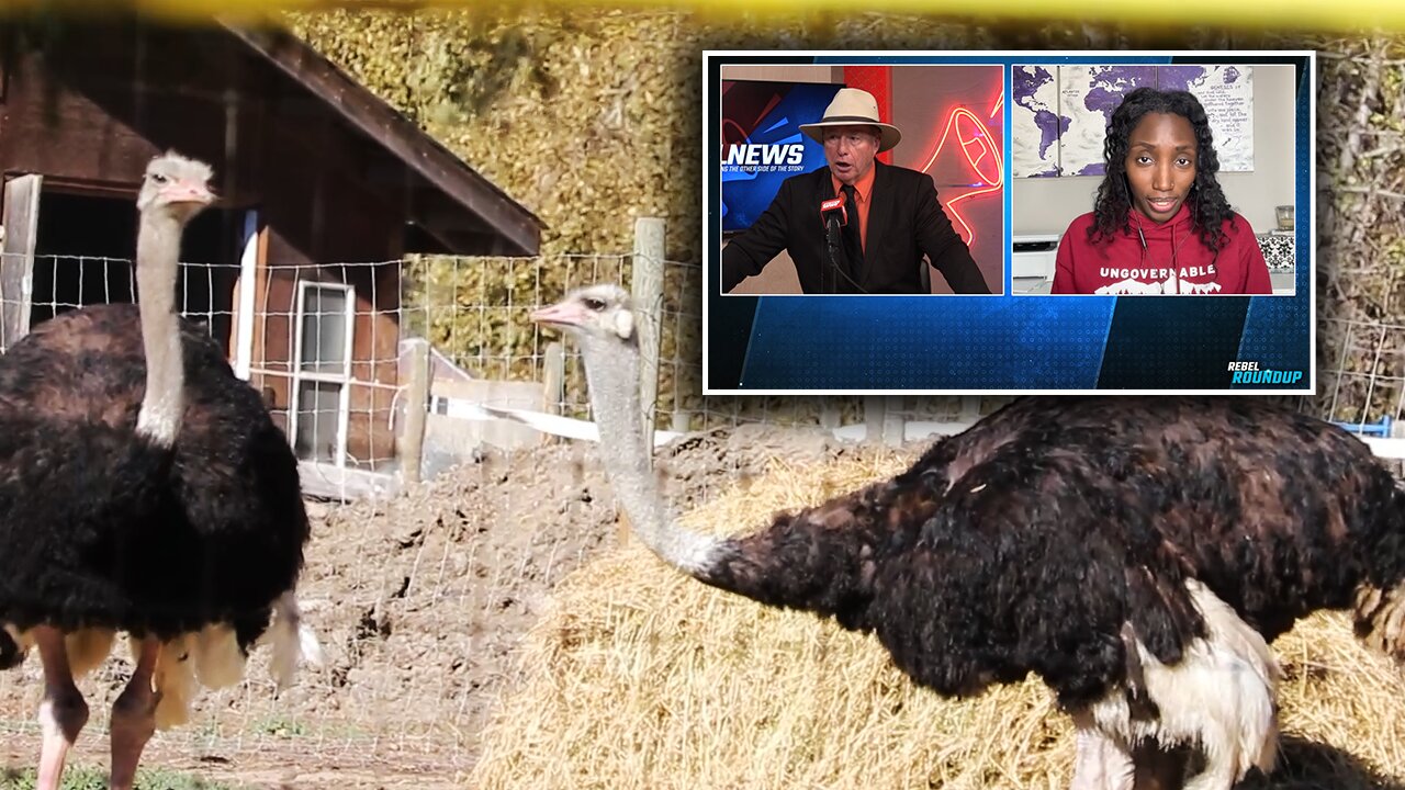 Supporters hope for a miracle as Supreme Court sets date for ostrich farm appeal decision