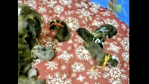 New PUPPIES!! Tiny Squeaks of CUTENESS!!