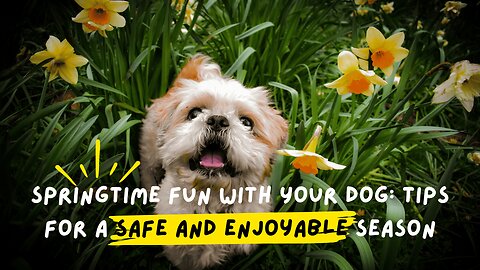 Must-Know Spring Safety Tips For Your Dog in 2025!