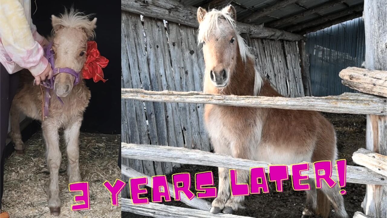 We SURPRISED her with a tiny FOAL, Then this HAPPENED!