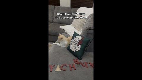 His Spot 🐈🛋️